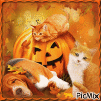 Halloween pets- so cute,or not? - 無料のアニメーション GIF