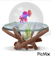Fighting Fish - Darmowy animowany GIF