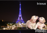 la noce des 2 chiens!!!!! animovaný GIF