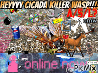 CICADA KILLER WASP!!!!
