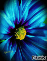 BLUE FLOWER - GIF animado gratis
