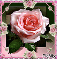 Pink and orange rose. animirani GIF