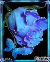 Blue rose. Animated GIF