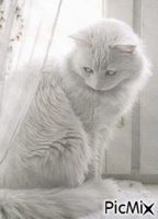 joli chat gris GIF animé