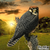 owl animowany gif