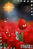 тюльпаны - Бесплатный анимированный гифка