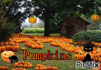 Pumpkins - Free animated GIF