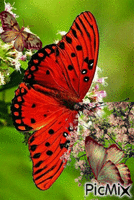 Y una mariposa roja animovaný GIF