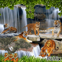 Tigers - Darmowy animowany GIF