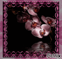 Pink Orchid! - Free animated GIF