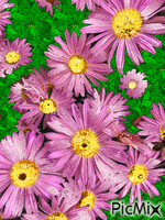 Flores - GIF animado grátis