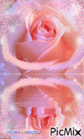 rose reflet - Zdarma animovaný GIF