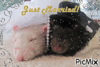 Rat Wedding, Just Married 动画 GIF