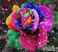 роза дъга - GIF animado gratis