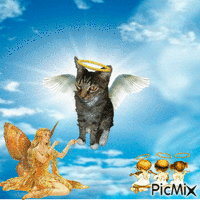 Angel Soxie animēts GIF
