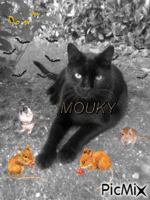 mon chat très pèpère - Darmowy animowany GIF