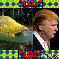 Trump Hair - 免费动画 GIF