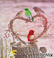 oiseaux κινούμενο GIF