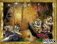 WOLF AND OWLS 动画 GIF