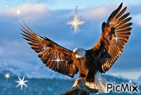 Eagle1 - Animovaný GIF zadarmo
