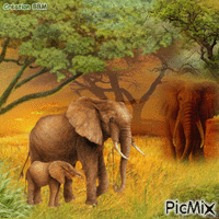 Eléphants par BBM animovaný GIF