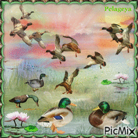 les canards migrateurs - GIF animé gratuit
