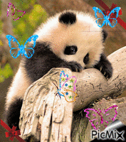 panda papillons - Gratis animerad GIF