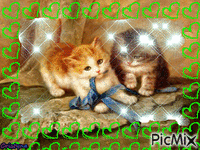 Cats - Безплатен анимиран GIF