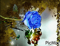 blue rose - GIF animado grátis