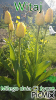 tulipan - Бесплатный анимированный гифка