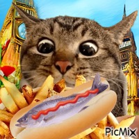 Kitty Meal Animated GIF