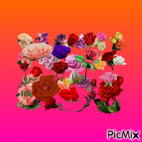 róże się animasyonlu GIF