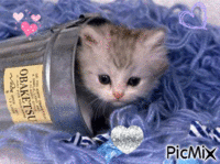 un chaton trop mignion - Animovaný GIF zadarmo