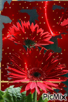 kırmızılım - Bezmaksas animēts GIF