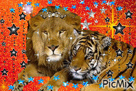 tigre et lion анимированный гифка