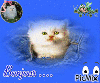 chaton sur fond bleu animovaný GIF