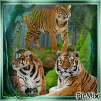 Tigres - Zdarma animovaný GIF