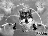 Bonsoir les loups - Δωρεάν κινούμενο GIF