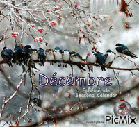 Décembre Hirondelles * Swallows - Free animated GIF