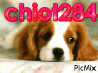 chiot284 - GIF animé gratuit