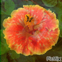 FLORES Animated GIF