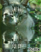 Amazing Cat κινούμενο GIF