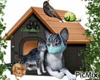 bouda a kočky - Nemokamas animacinis gif