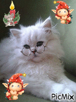 joli chat blanc animeret GIF
