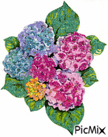 kvety animirani GIF