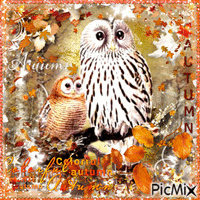 Owl - Autumn