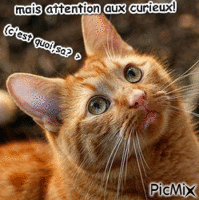 Mais atention aux curieux! - Bezmaksas animēts GIF