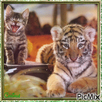Le tigre et le chat - Ilmainen animoitu GIF