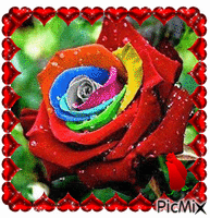 Rose Colors - GIF animasi gratis