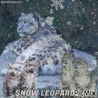 Snow Leopards animirani GIF